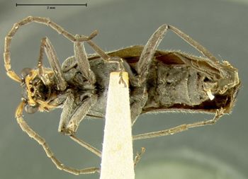 Media type: image;   Entomology 24168 Aspect: habitus ventral view